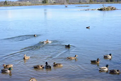 DSC_1174 (Large).JPG